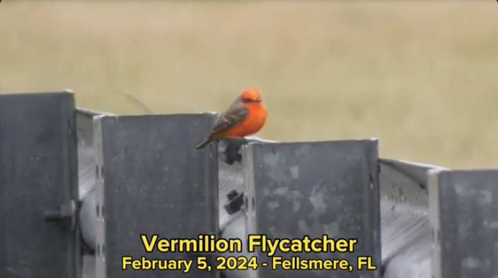 Species Spotlight – Vermillion Flycatcher